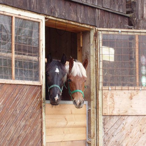 Pferde in Stall